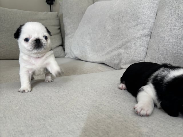 Mops