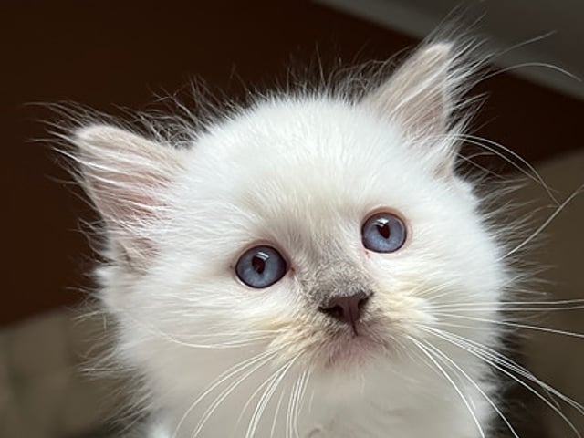 Ragdoll med Stamtavla