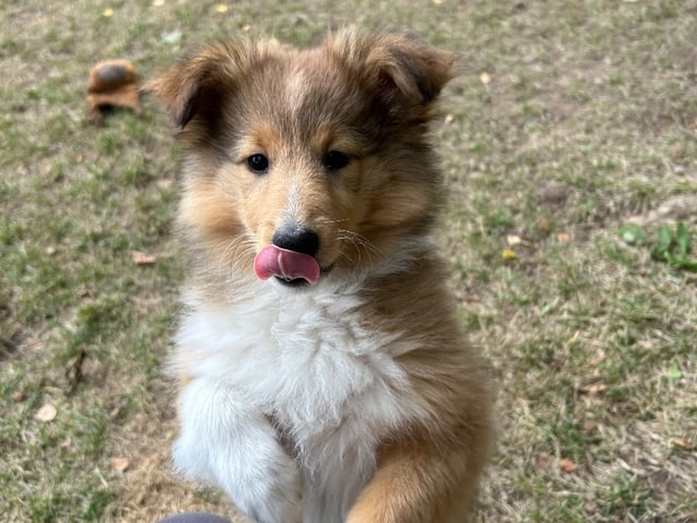 Shetland sheepdog
