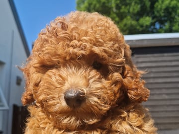 Dream Puppy
