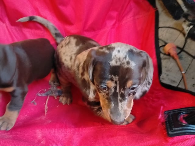 Dachshund · Gjesåsen · Line Merethe Suomalainen