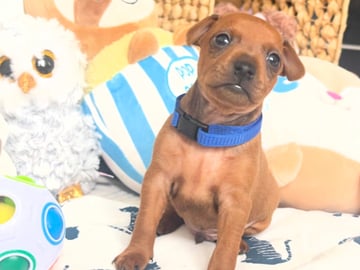Dvärgpinscher