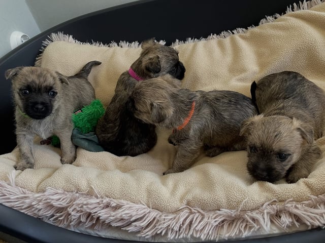 Cairn terrier