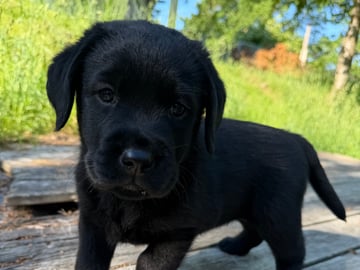 Kennel Eyegrip’s