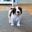 Spansk Vattenhund