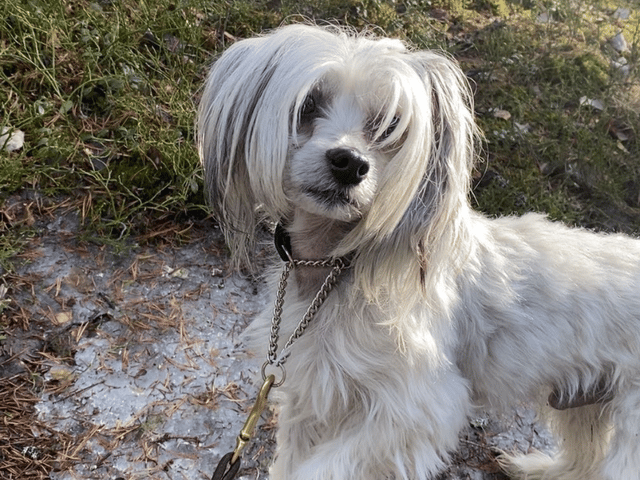 Chinese crested dog