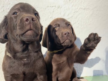 Labrador retriever · Rissa · Graciov A.
