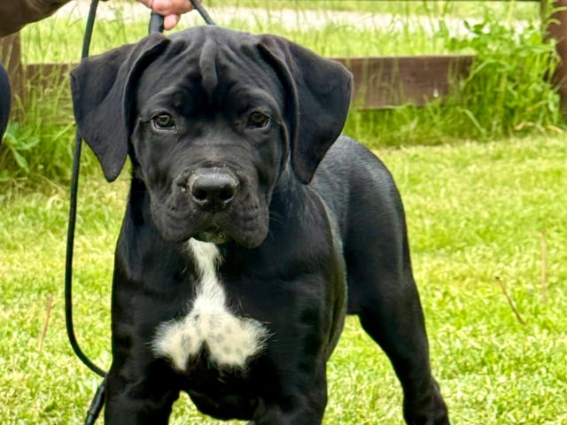 Cane Corso