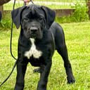 Cane corso