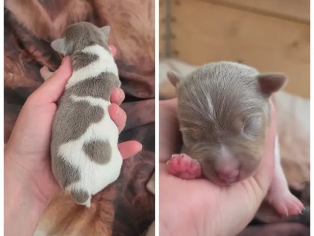 Terrier brasileiro