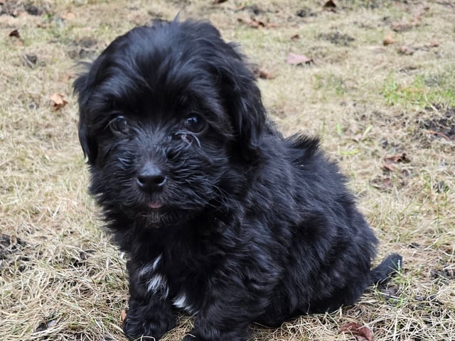 Bichon havanais