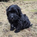 Bichon havanais