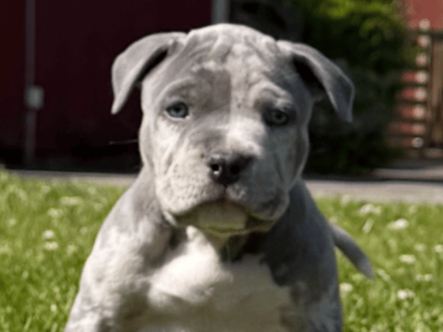 American bully