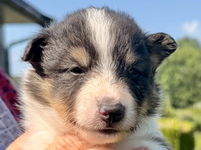 Shetland sheepdog