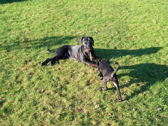 Cane corso · Dala-järna · Monika
