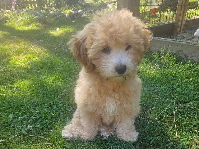 Blandras Dvärg pudel/ Bichon Havanais · Höör · Carola J.