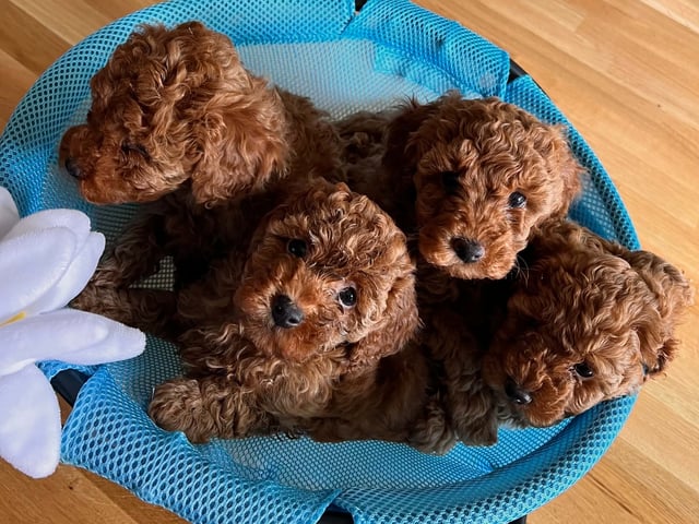 Toypuddel
