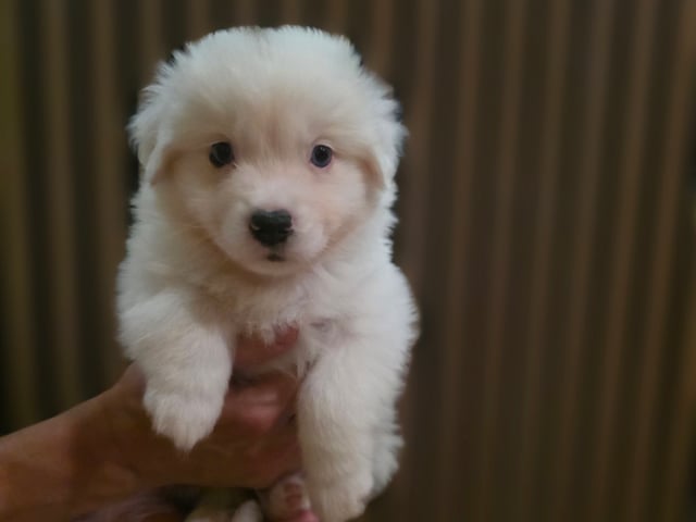 Miniature American Shepherd