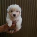 Miniature American Shepherd