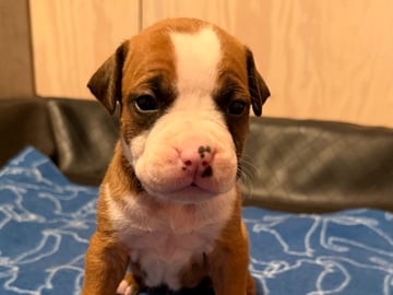 Patrick Nielsen Amstaff