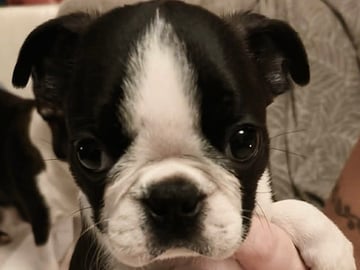 Bostonterrier · Porsgrunn · Cecilie K.
