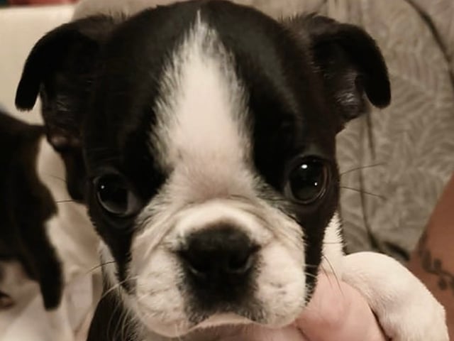 Bostonterrier