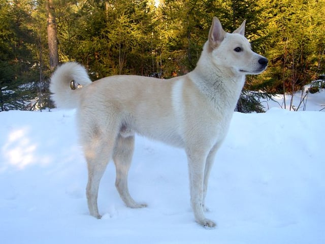 Kanaanhund