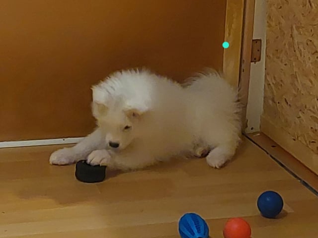 Samojedhund