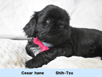 The merry shih-tzu family