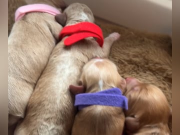 Cockapoo · Fornebu · Kaja F.
