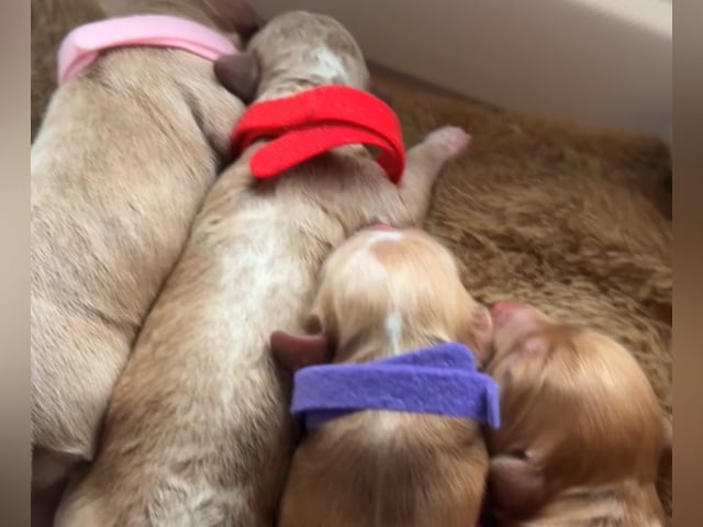 Cockapoo · Fornebu · Kaja F.
