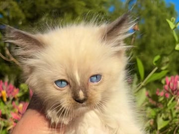 Fluffssons