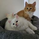 Sibirisk kat