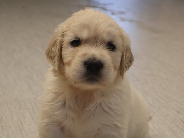Golden retriever