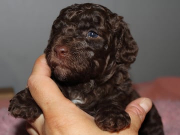 Dalkullas labradoodle