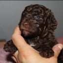 Labradoodle
