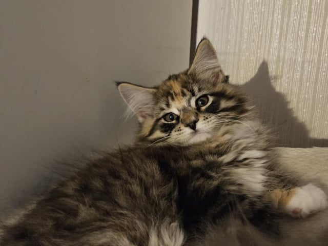 Biscaya BigPawz
