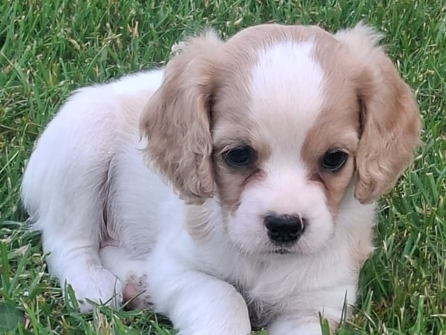 Cavapoo