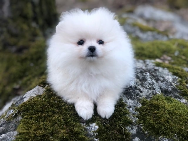 Fluffers