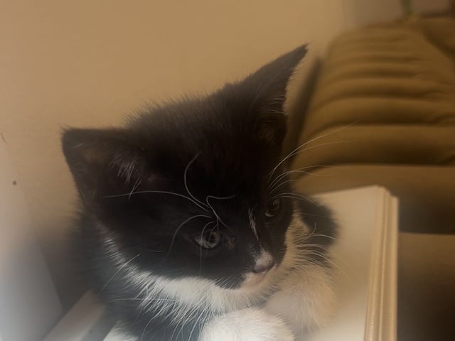Kattunge: Hona 1