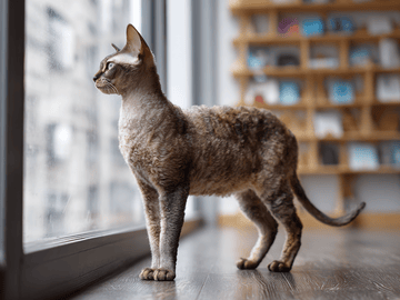 Devon Rex