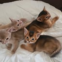 Abyssinier