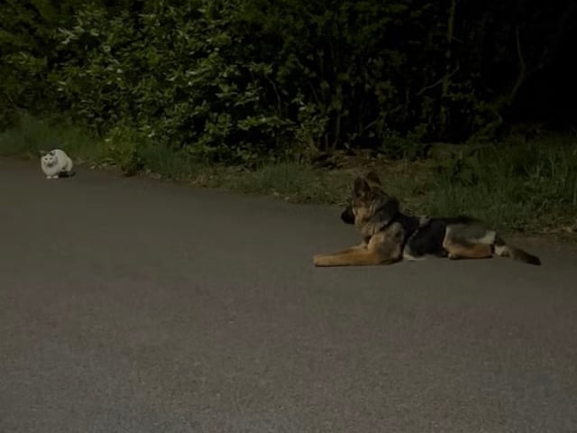 Schæferhund