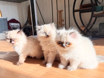 Ragdoll · Varberg · Abdulelah A.
