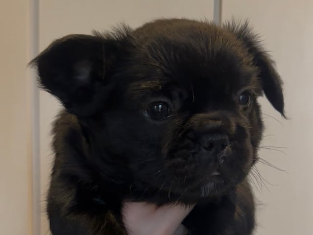 Fransk bulldog