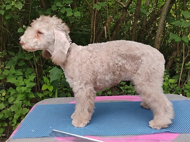 Bedlington Terrier