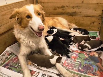 Border Collie · Limhamn · Ruckeltofta Gård
