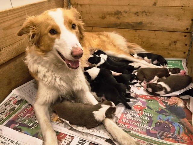 Border Collie · Limhamn · Ruckeltofta Gård