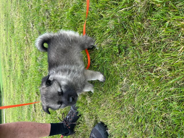 Norsk elghund – gråhund