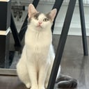 Ocicat